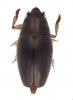 Orectochilus villosus